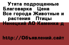 Утята подрощенные Благоварка › Цена ­ 100 - Все города Животные и растения » Птицы   . Ненецкий АО,Каменка д.